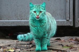 ����� ���������� ����� ��������